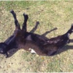 Gia Croom fainting goat hattiesburg
