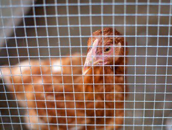Sanderson Farms $4.5-billion sale finalized amid DOJ antitrust probe of poultry industry 