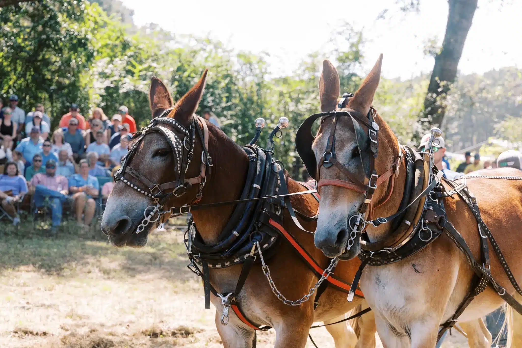 35th Annual MS Pecan Festival Hattiesburg Patriot News Media
